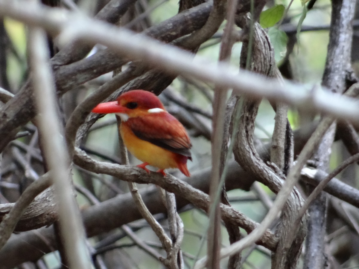 Rufous-backed Dwarf-Kingfisher - Miguel Angel Benedicto