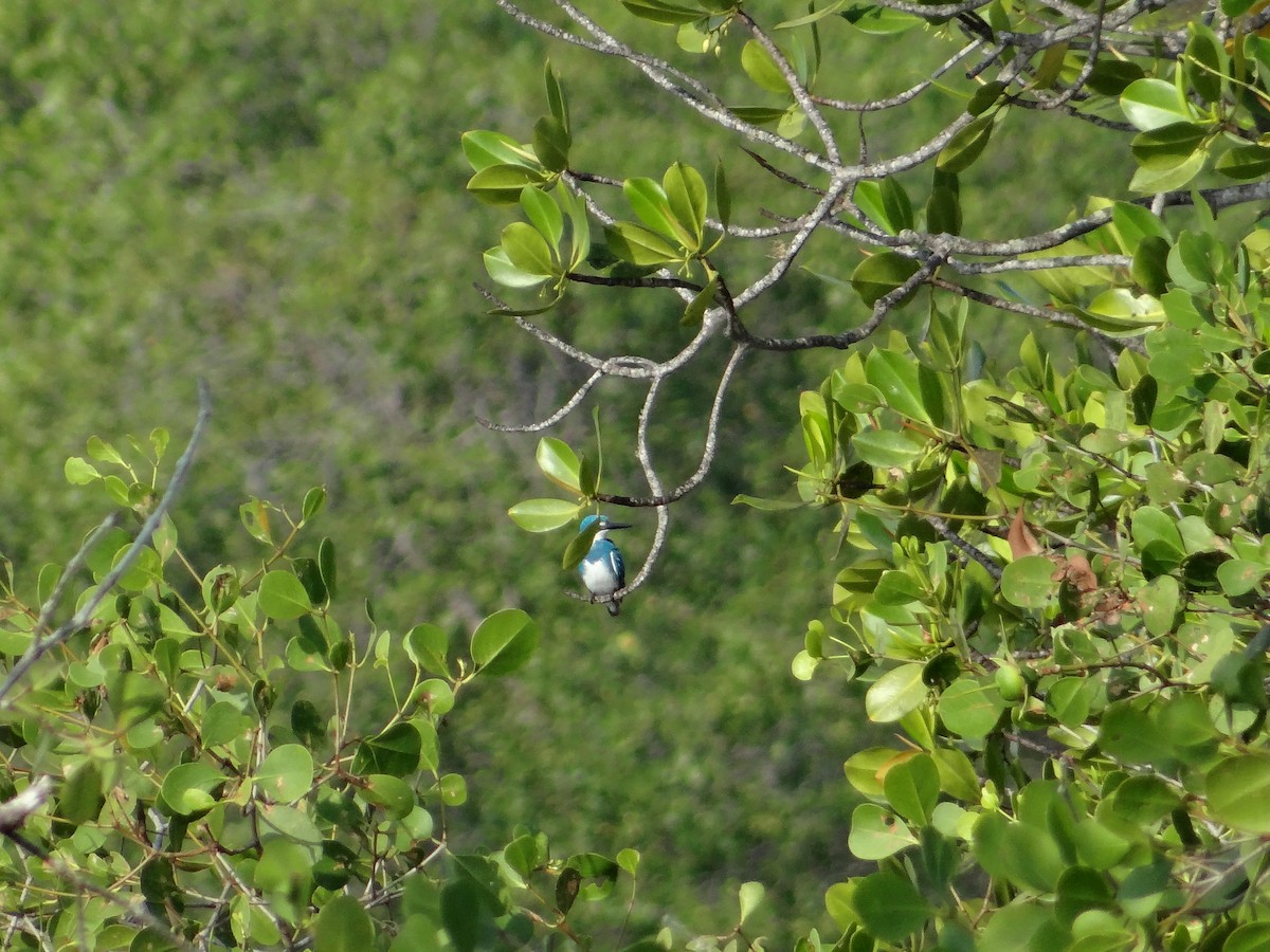 Small Blue Kingfisher - ML618200792