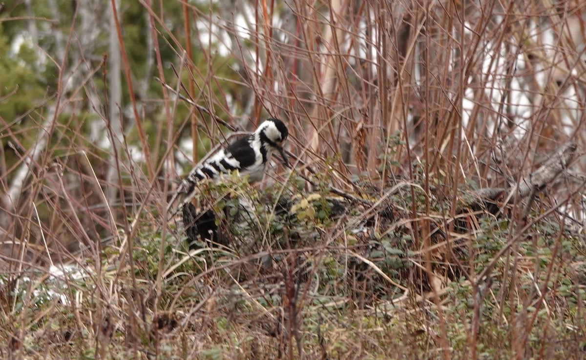 White-backed Woodpecker - eero salo-oja