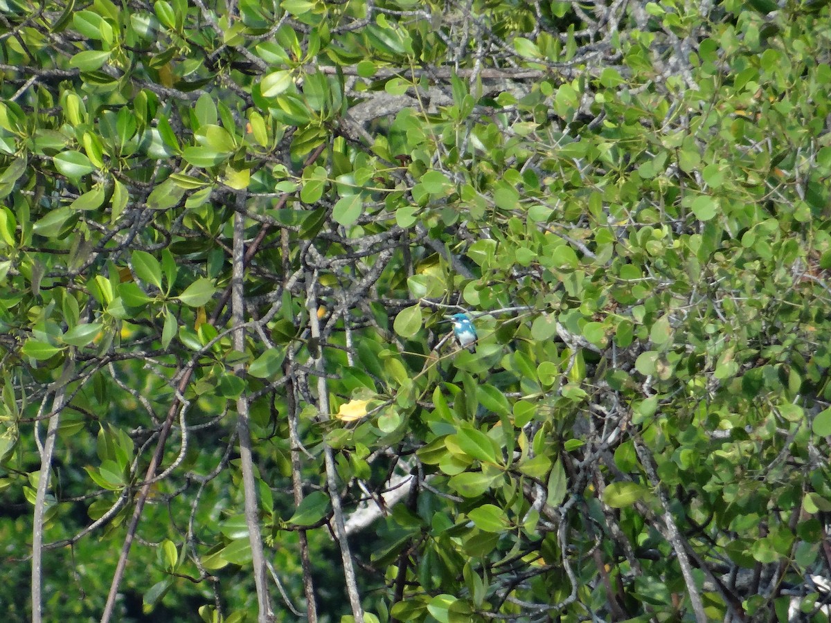 Small Blue Kingfisher - ML618200816