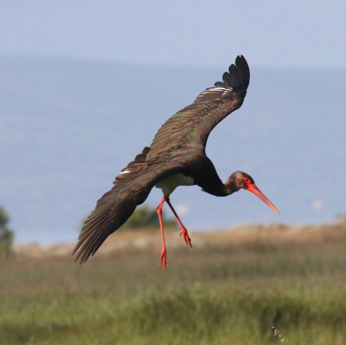 Black Stork - ML618200819