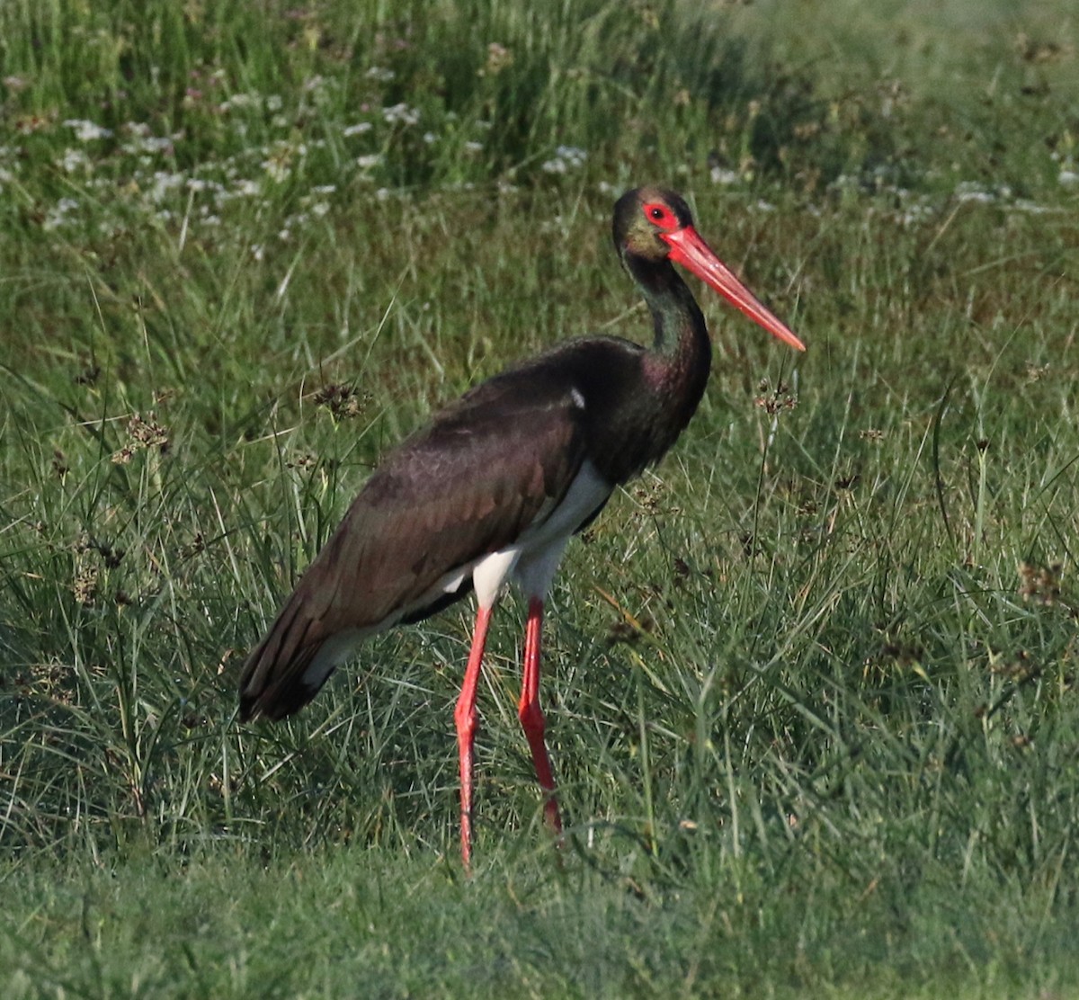 Black Stork - ML618200820