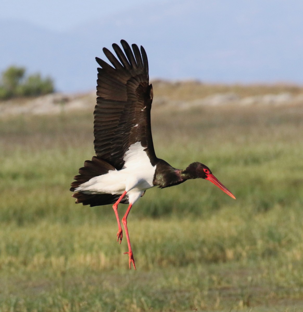 Black Stork - ML618200821