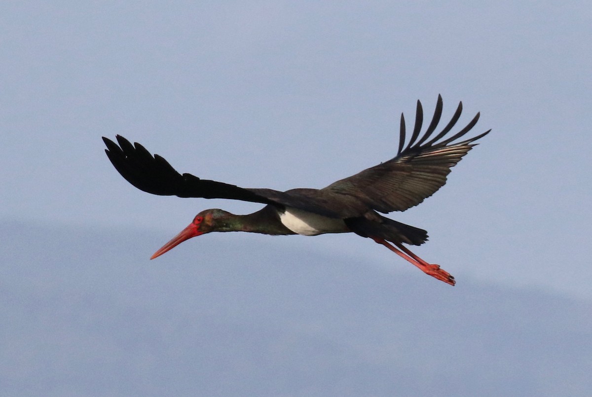 Black Stork - ML618200822