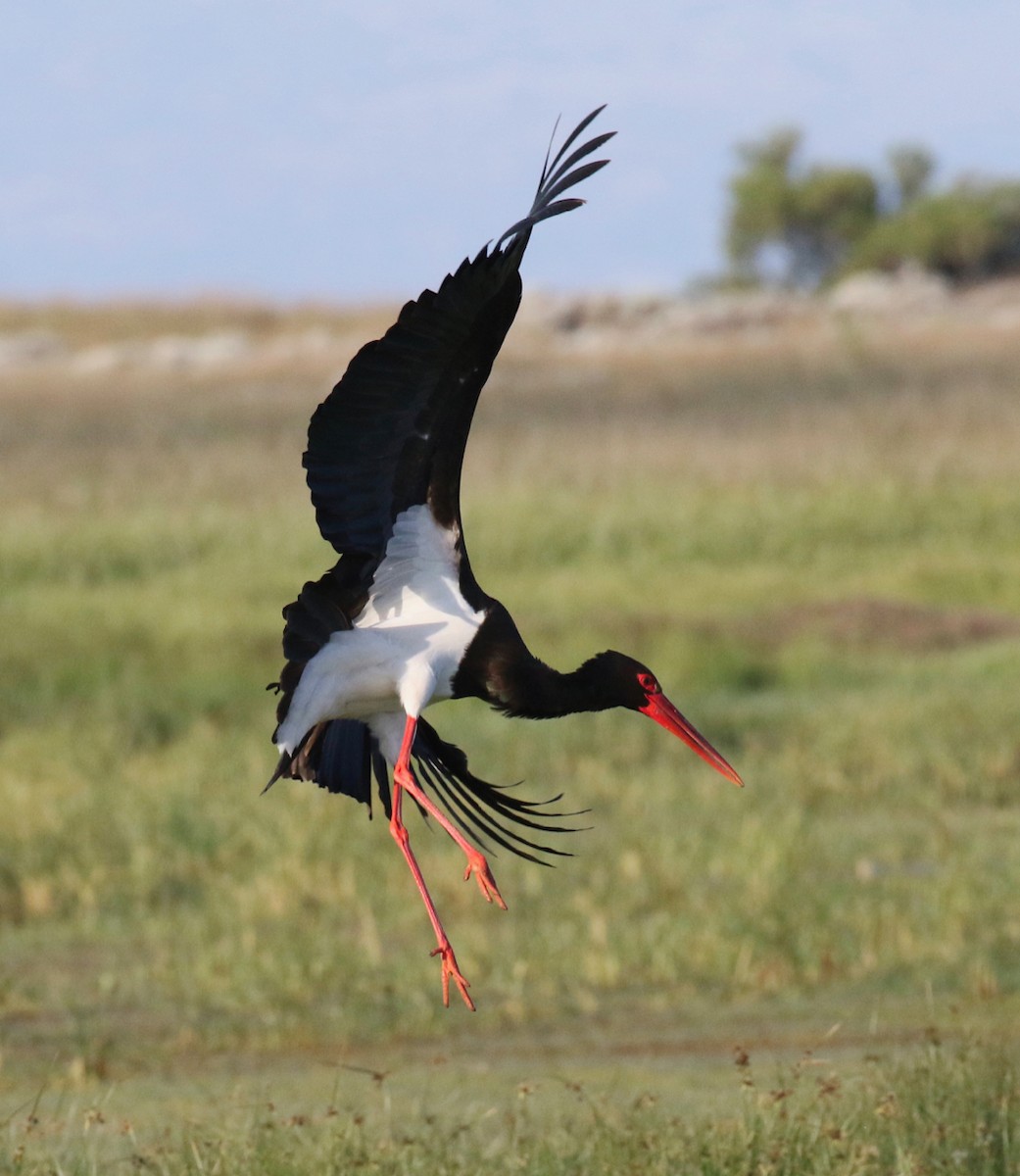 Black Stork - Frank Mantlik