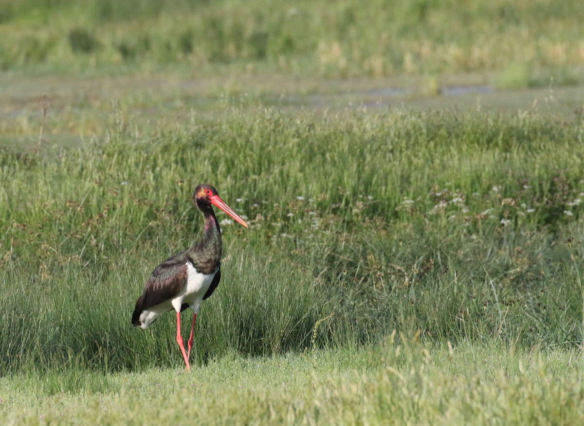 Black Stork - ML618200826