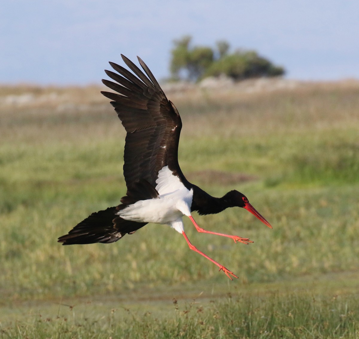 Black Stork - ML618200827