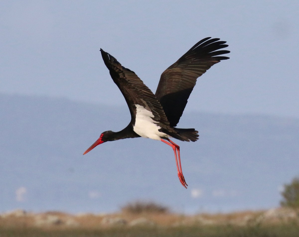 Black Stork - ML618200829