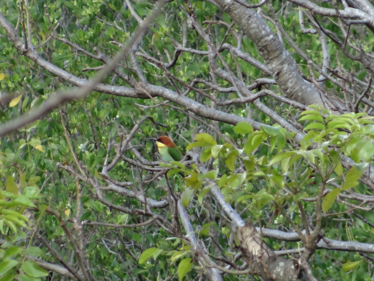 Chestnut-headed Bee-eater - ML618200845