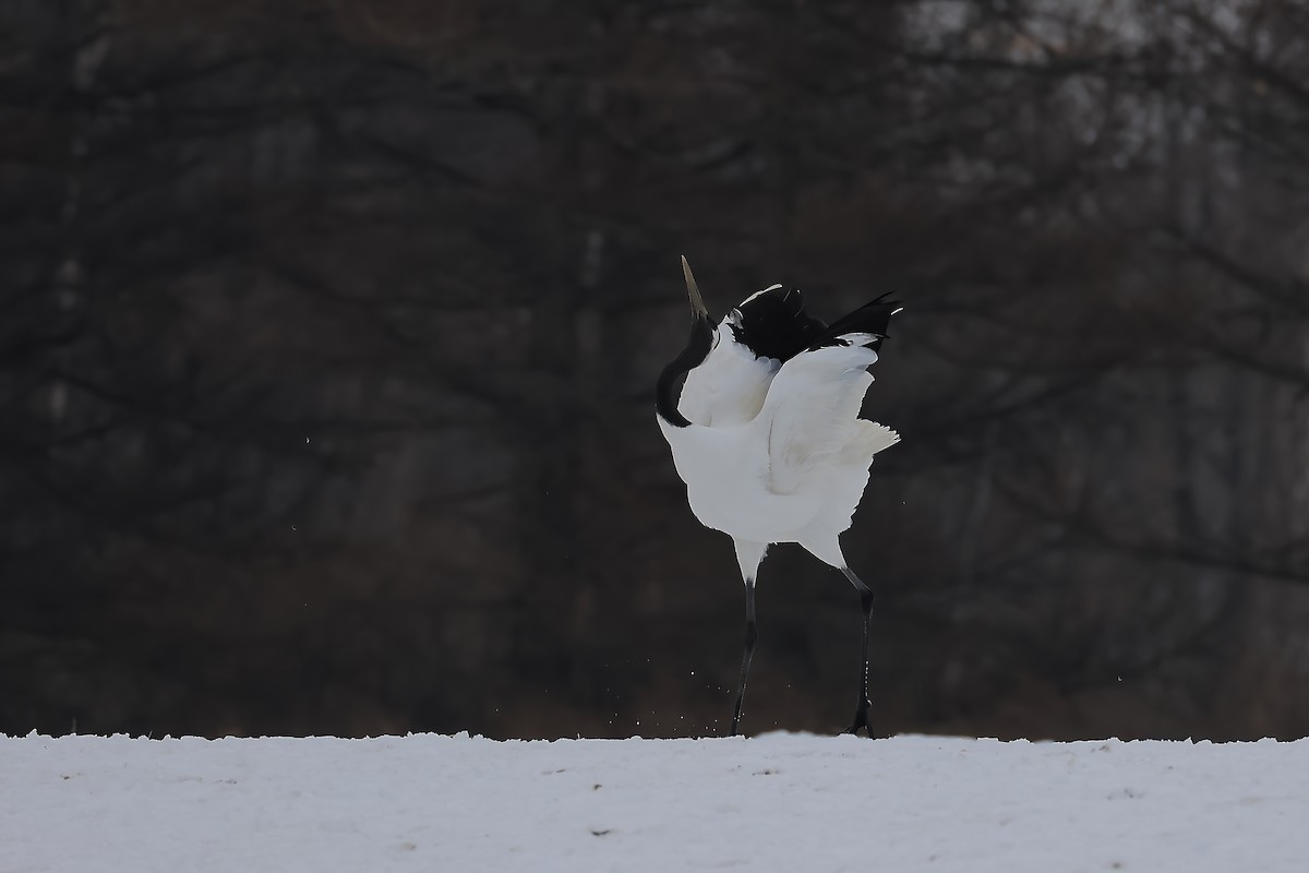 Red-crowned Crane - ML618200880