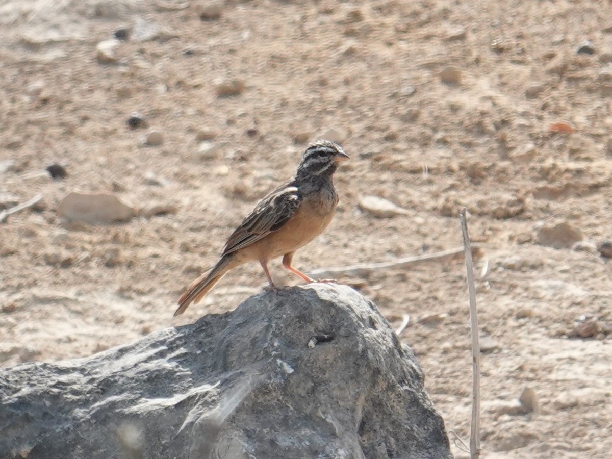 Striolated Bunting - ML618200917