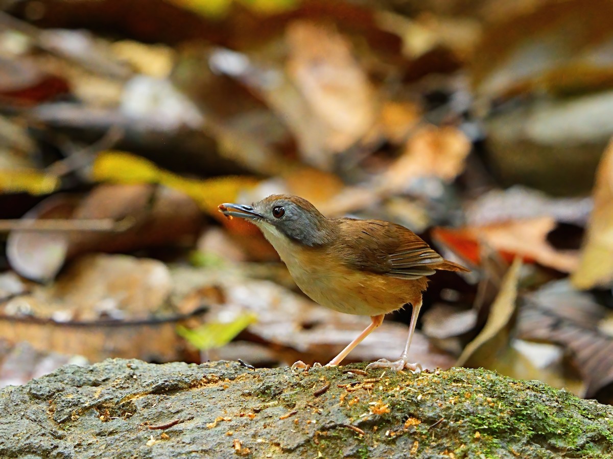 Short-tailed Babbler - Mei Hsiao
