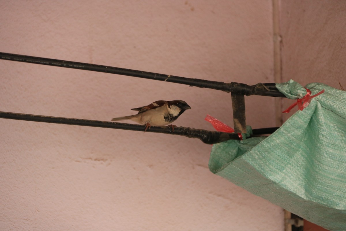 House Sparrow - Rene sun