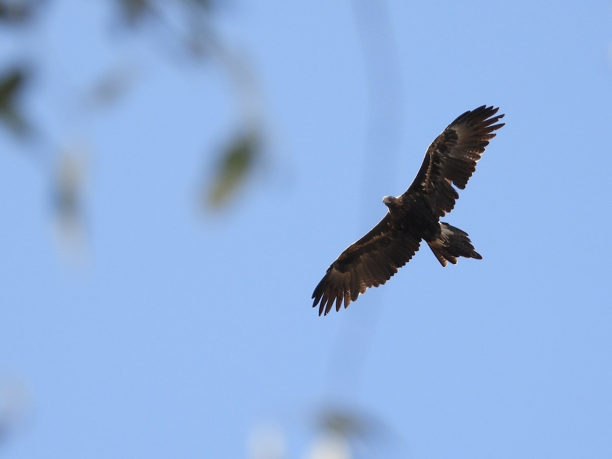 Wedge-tailed Eagle - ML618200939
