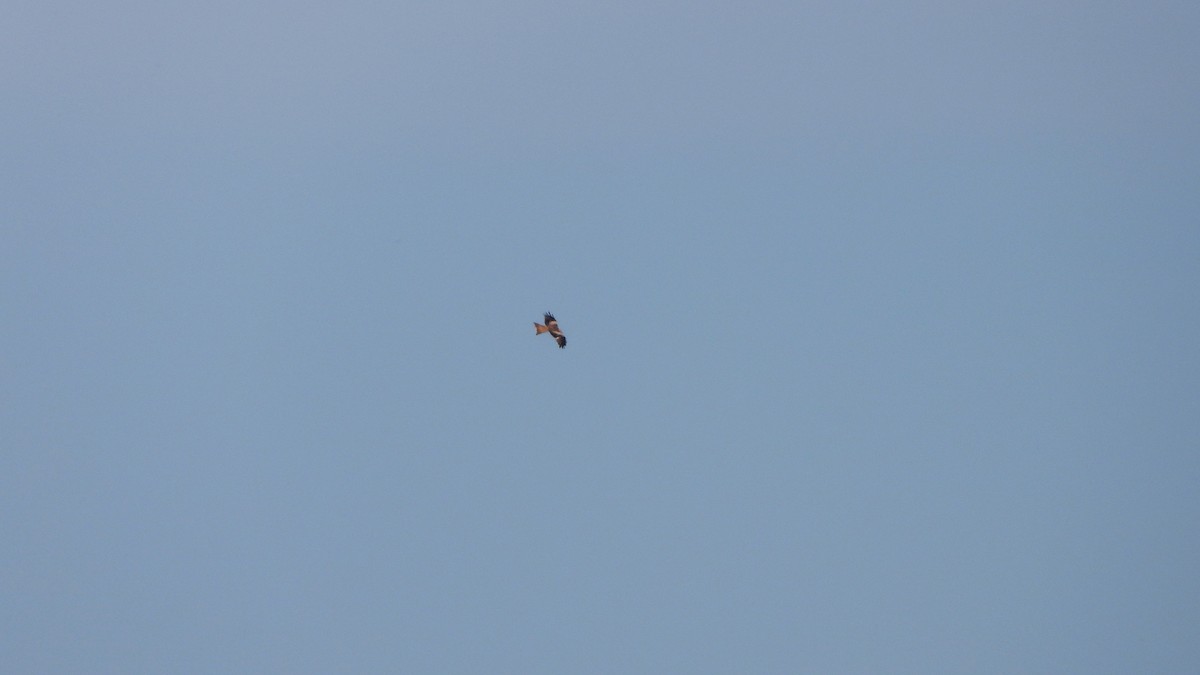 Red Kite - ML618200941
