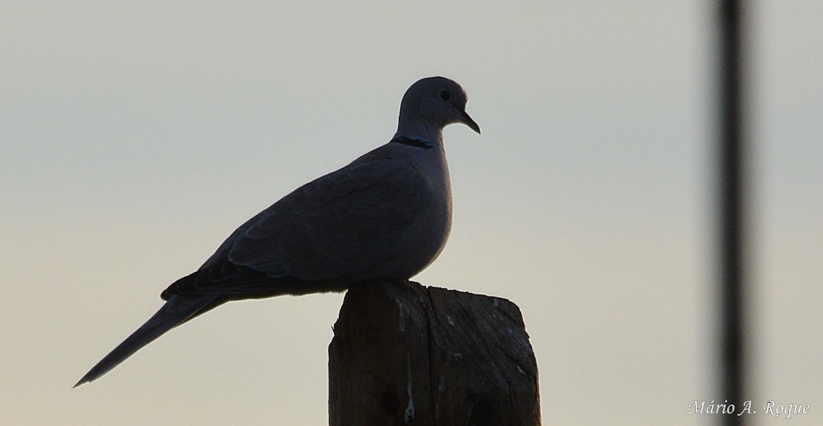 Eurasian Collared-Dove - ML618200988