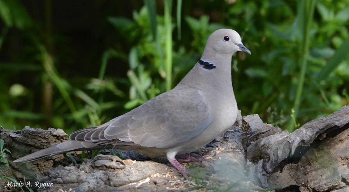 Eurasian Collared-Dove - ML618200989