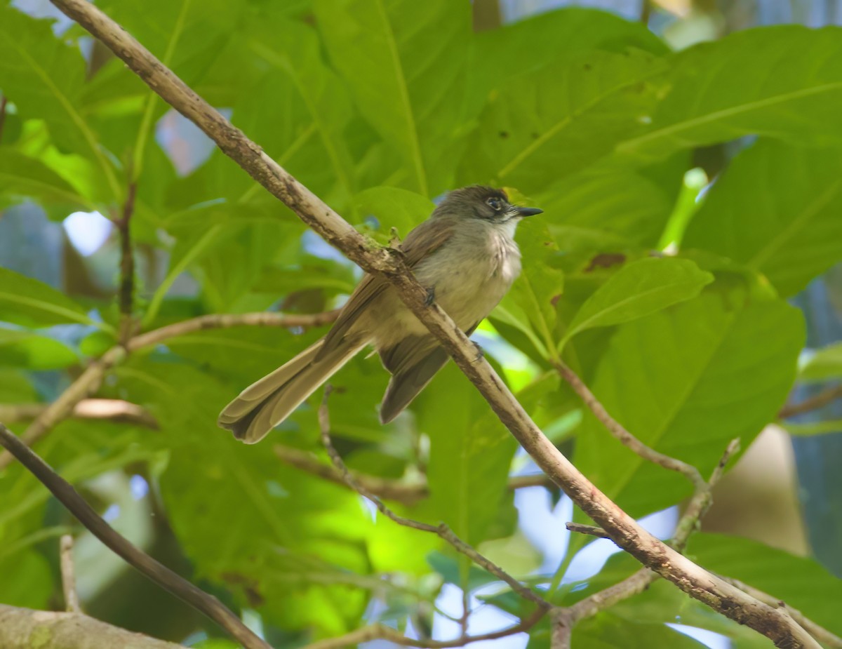 Brown-capped Fantail - ML618200994