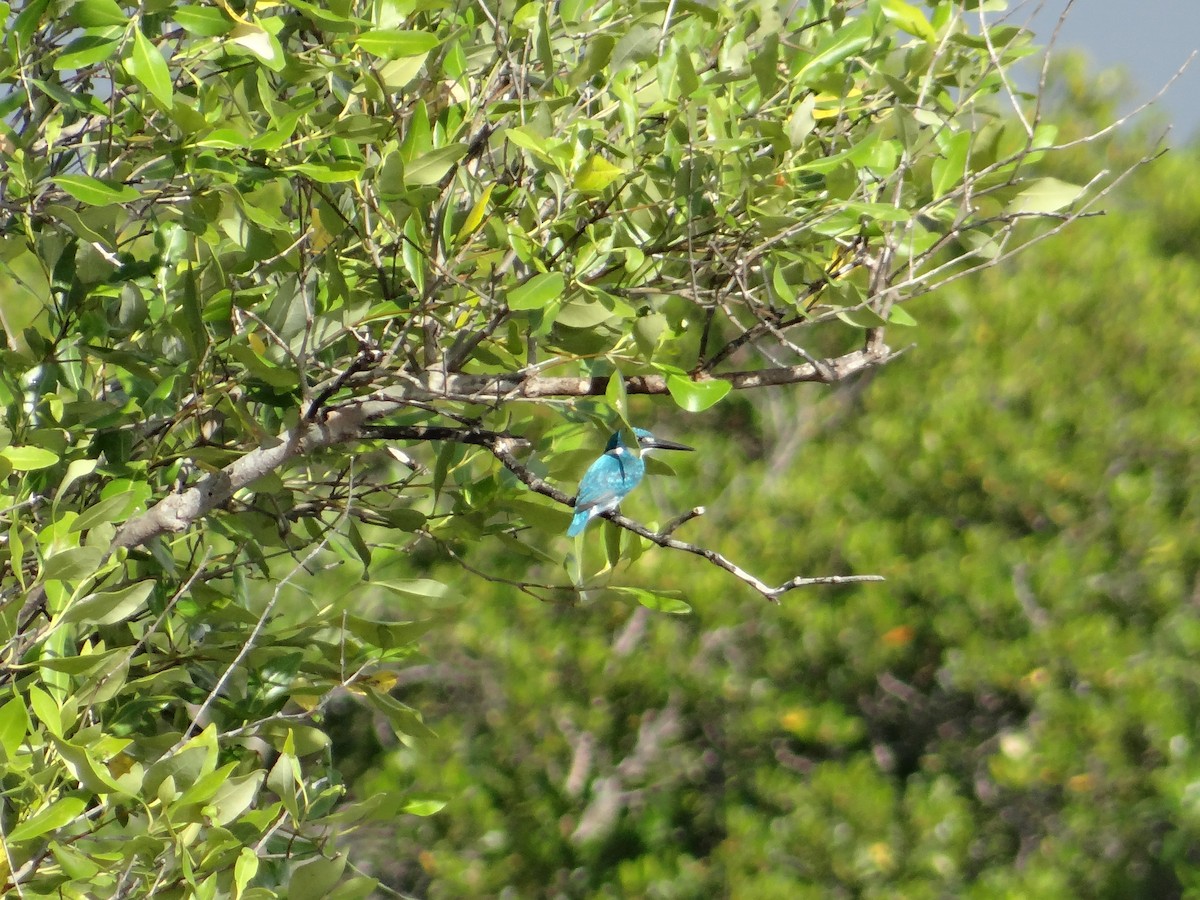 Small Blue Kingfisher - ML618200997