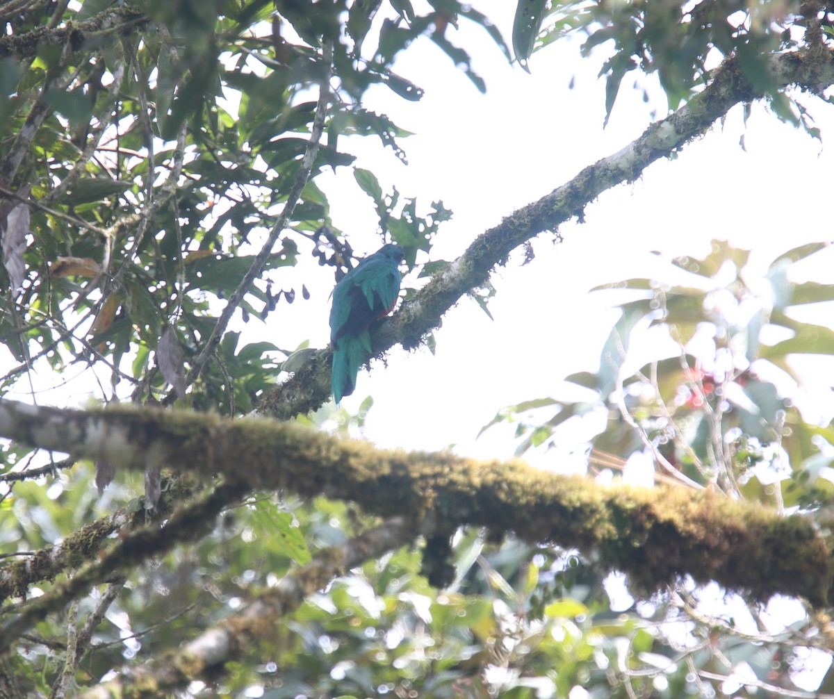 Crested Quetzal - ML618201042