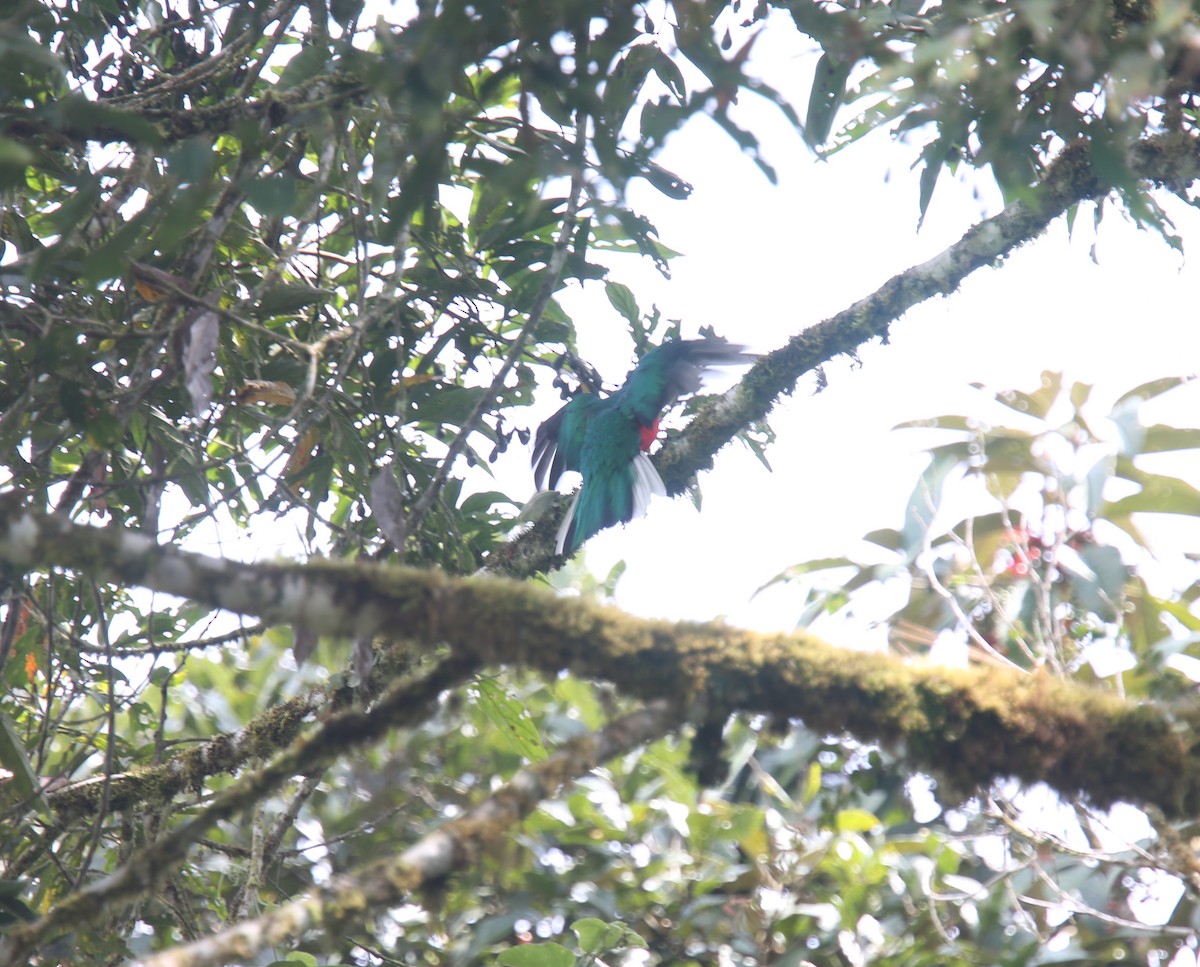 Crested Quetzal - ML618201043