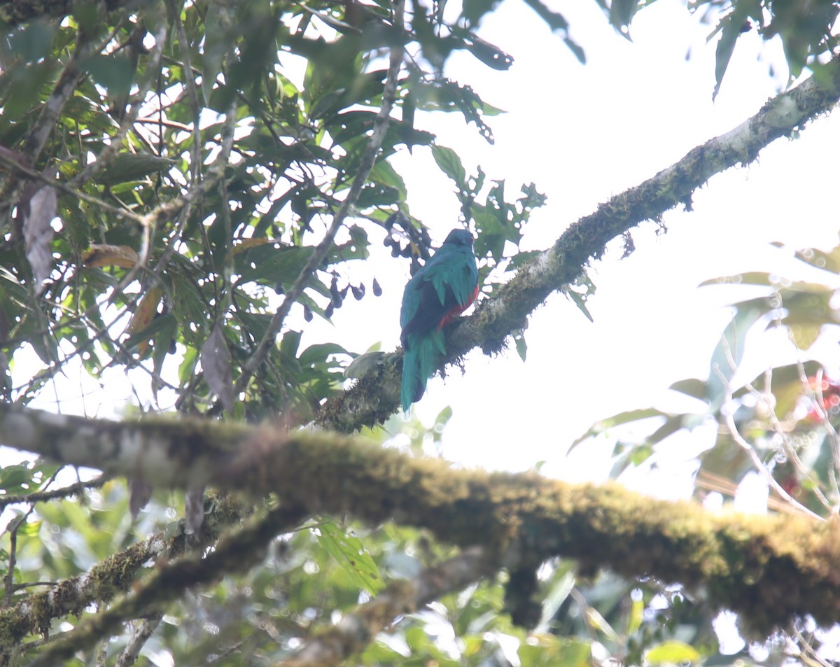 Crested Quetzal - ML618201044