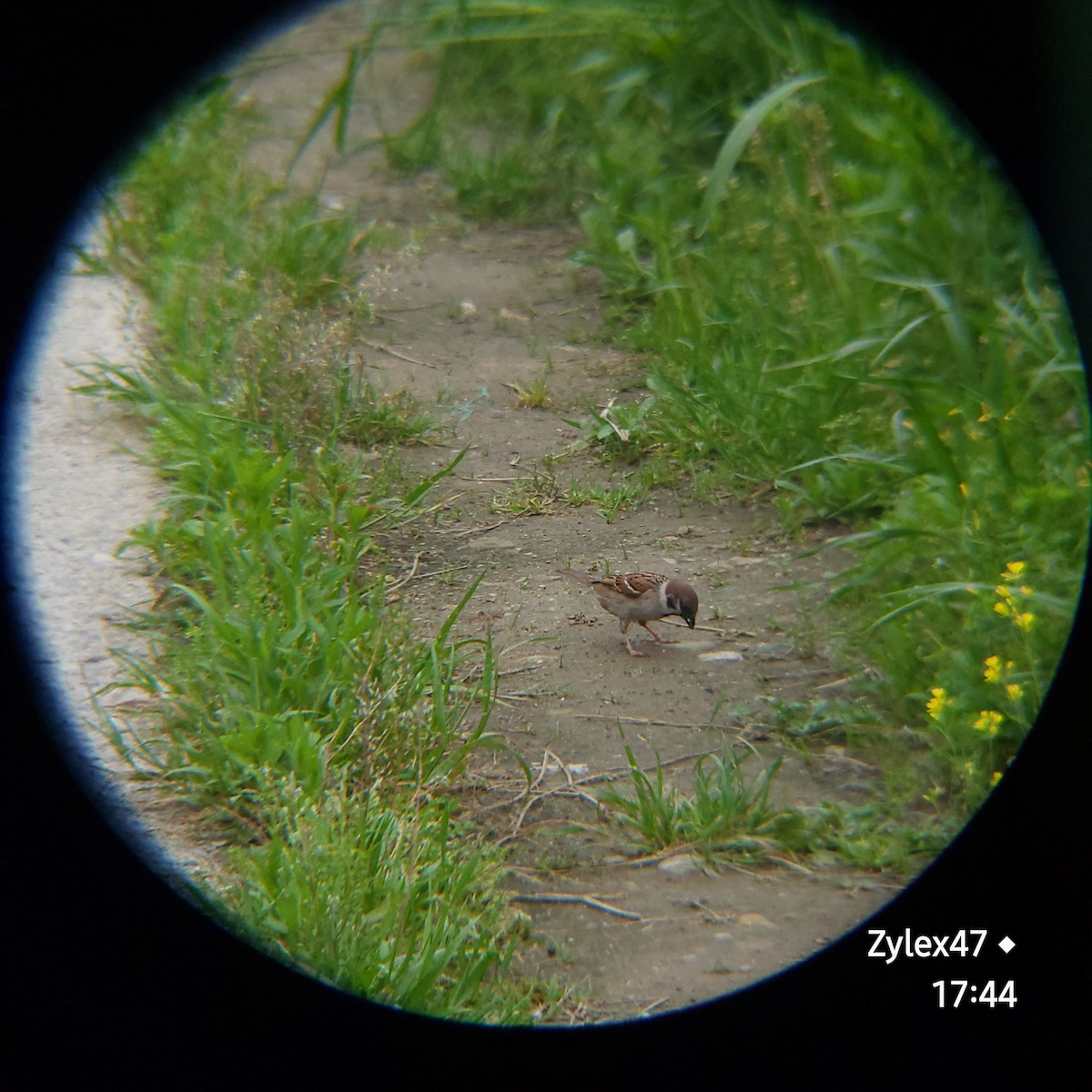 Eurasian Tree Sparrow - ML618201058