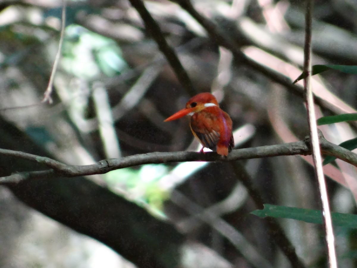 Rufous-backed Dwarf-Kingfisher - ML618201112