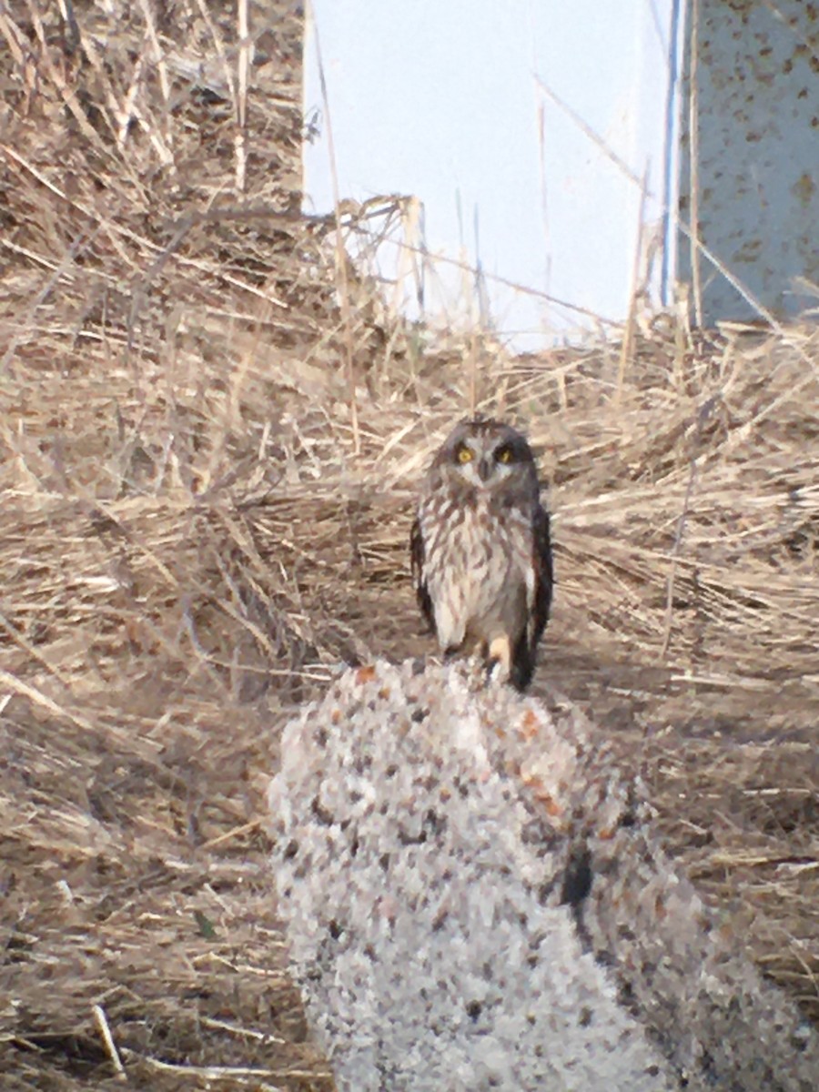 Short-eared Owl - ML618201153
