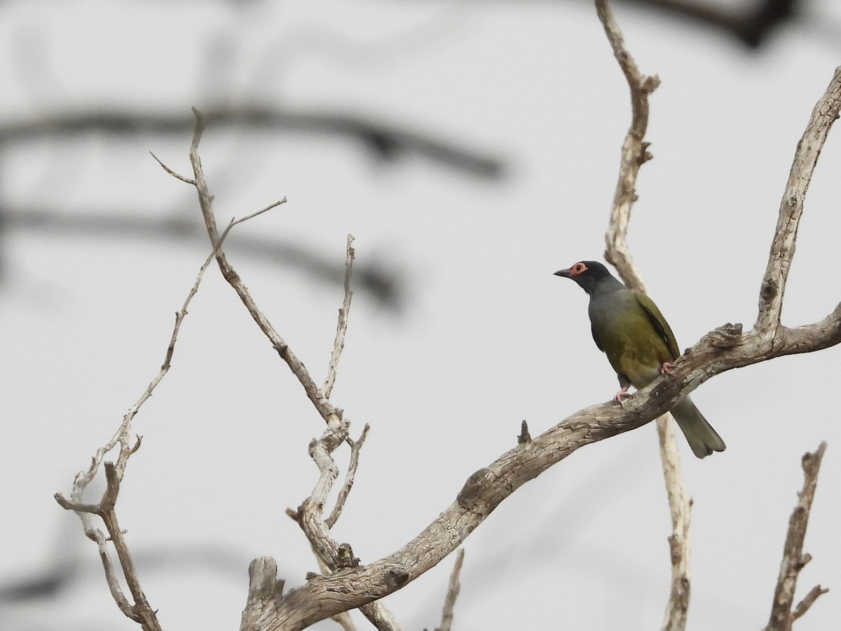 Australasian Figbird - ML618201154