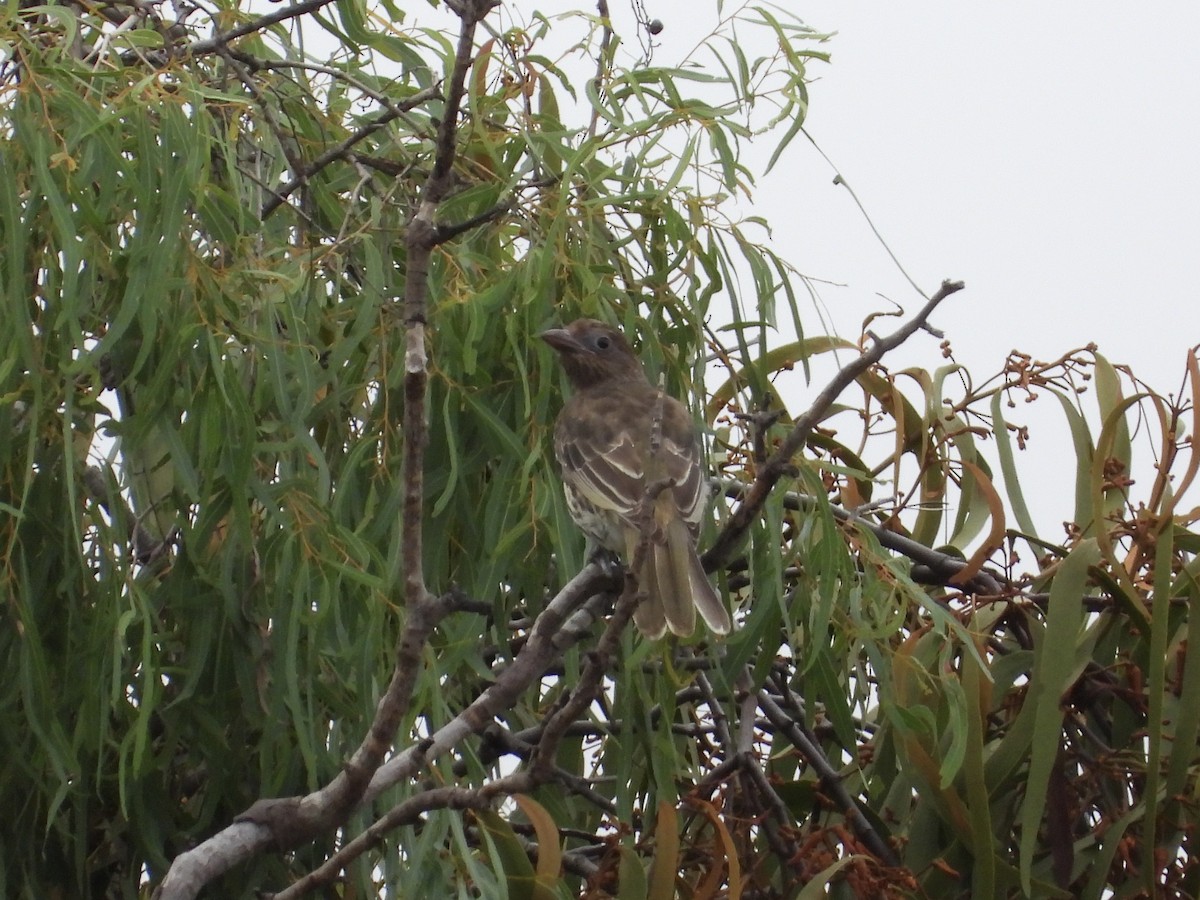 Australasian Figbird - ML618201155