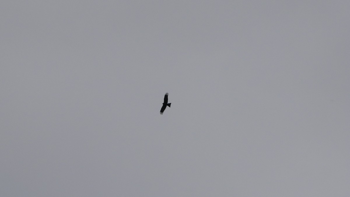 Black Kite - ML618201171