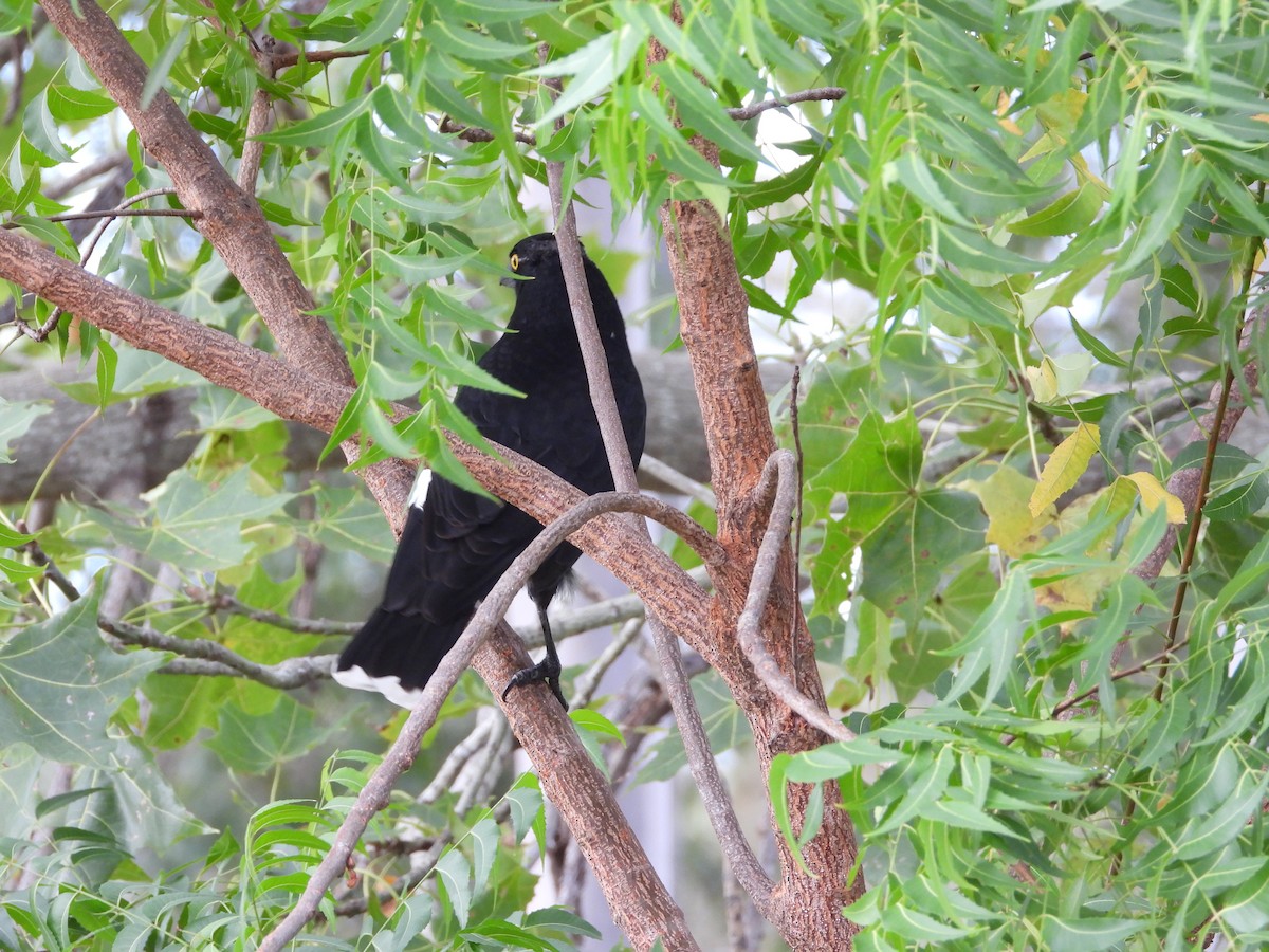 Pied Currawong - ML618201172