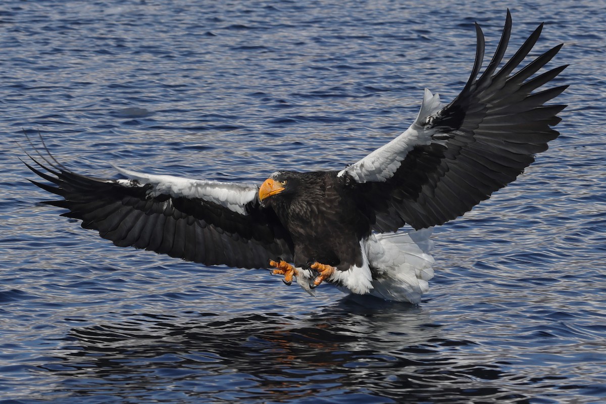 Steller's Sea-Eagle - Fabio Olmos