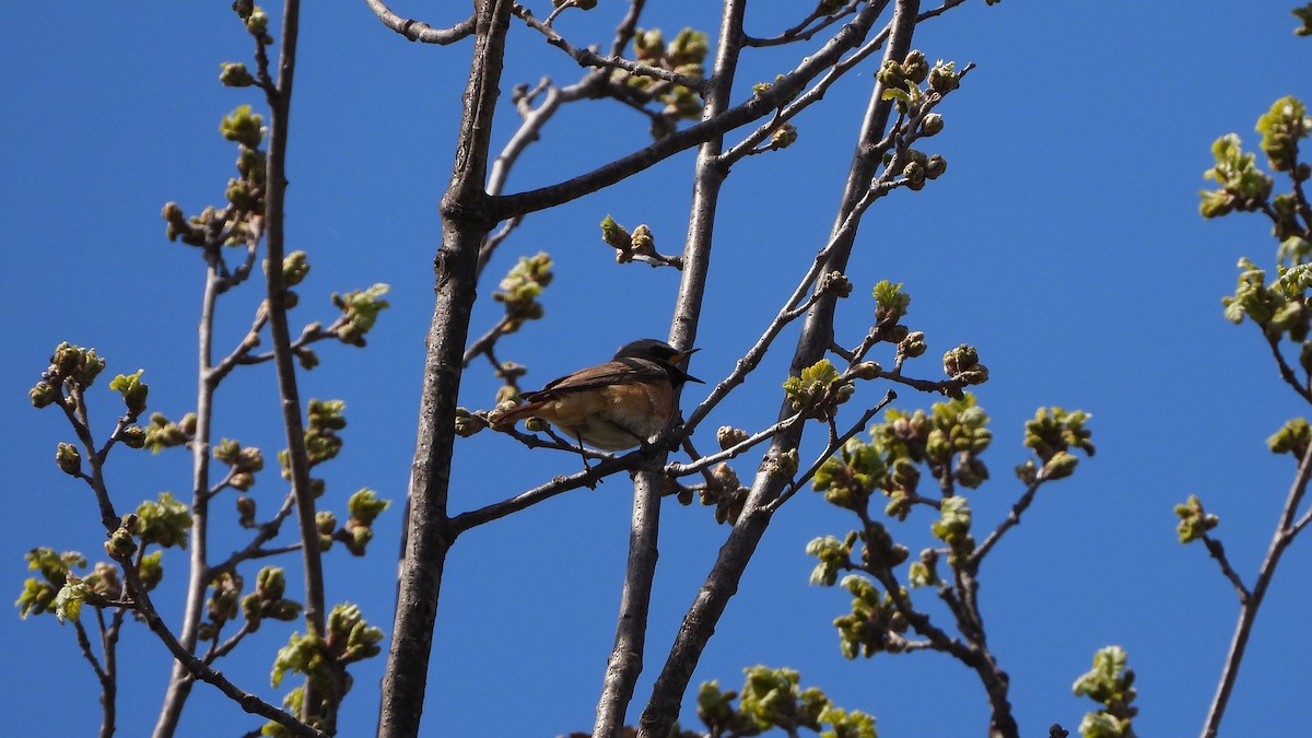 Common Redstart - Bruno Caula