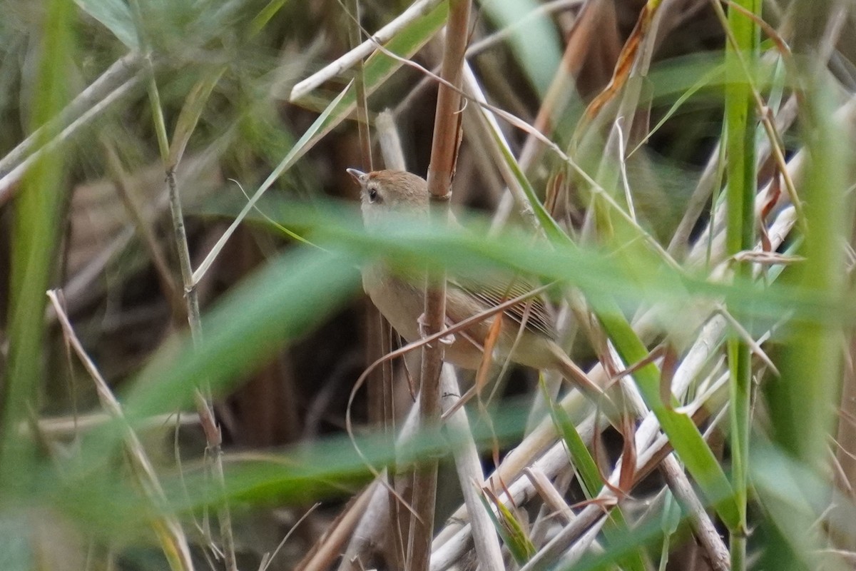 Короткокрылая камышевка - ML618201196