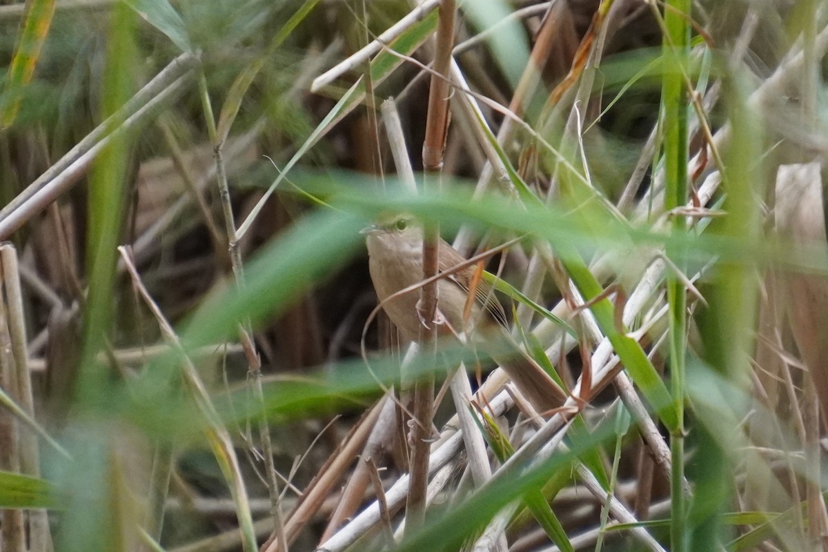 Короткокрылая камышевка - ML618201197