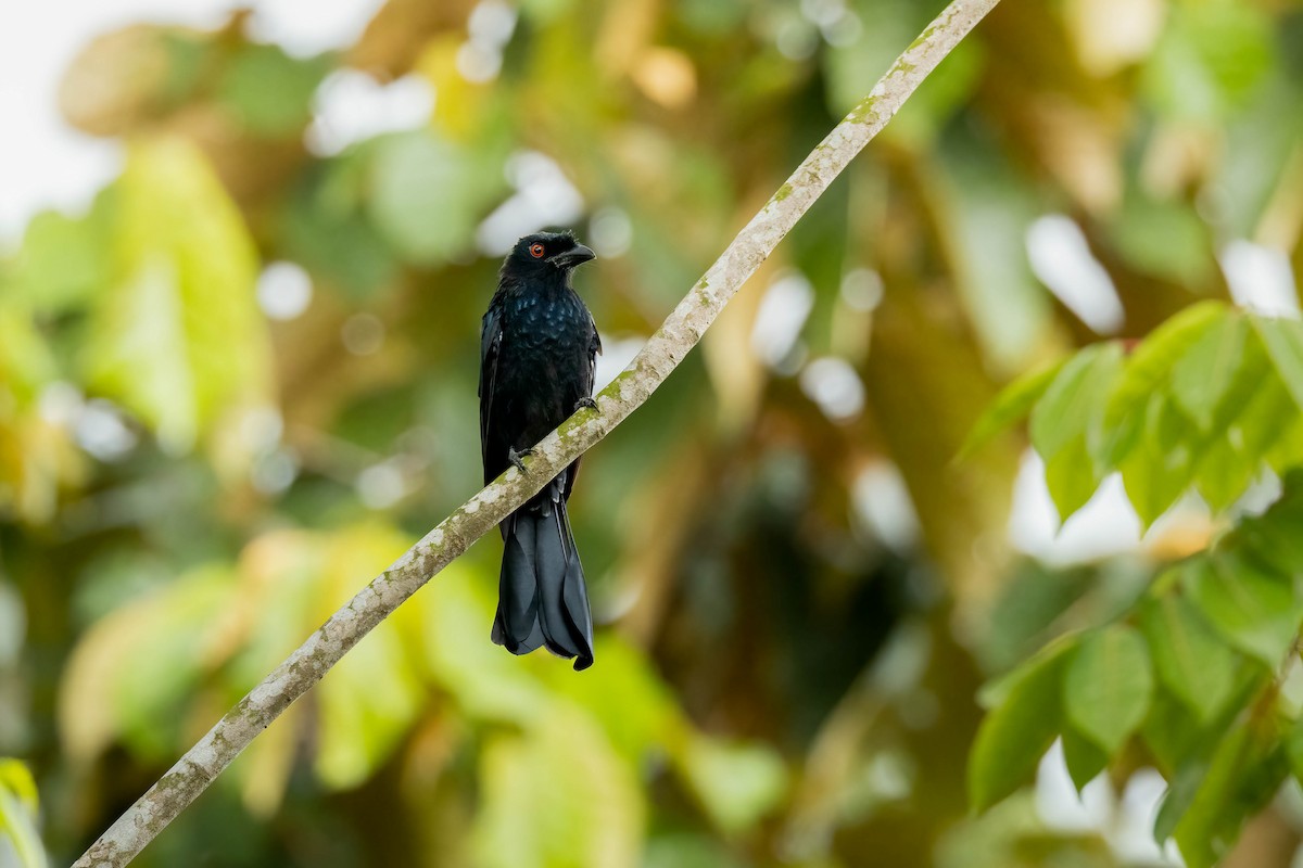 Greater Racket-tailed Drongo - ML618201204