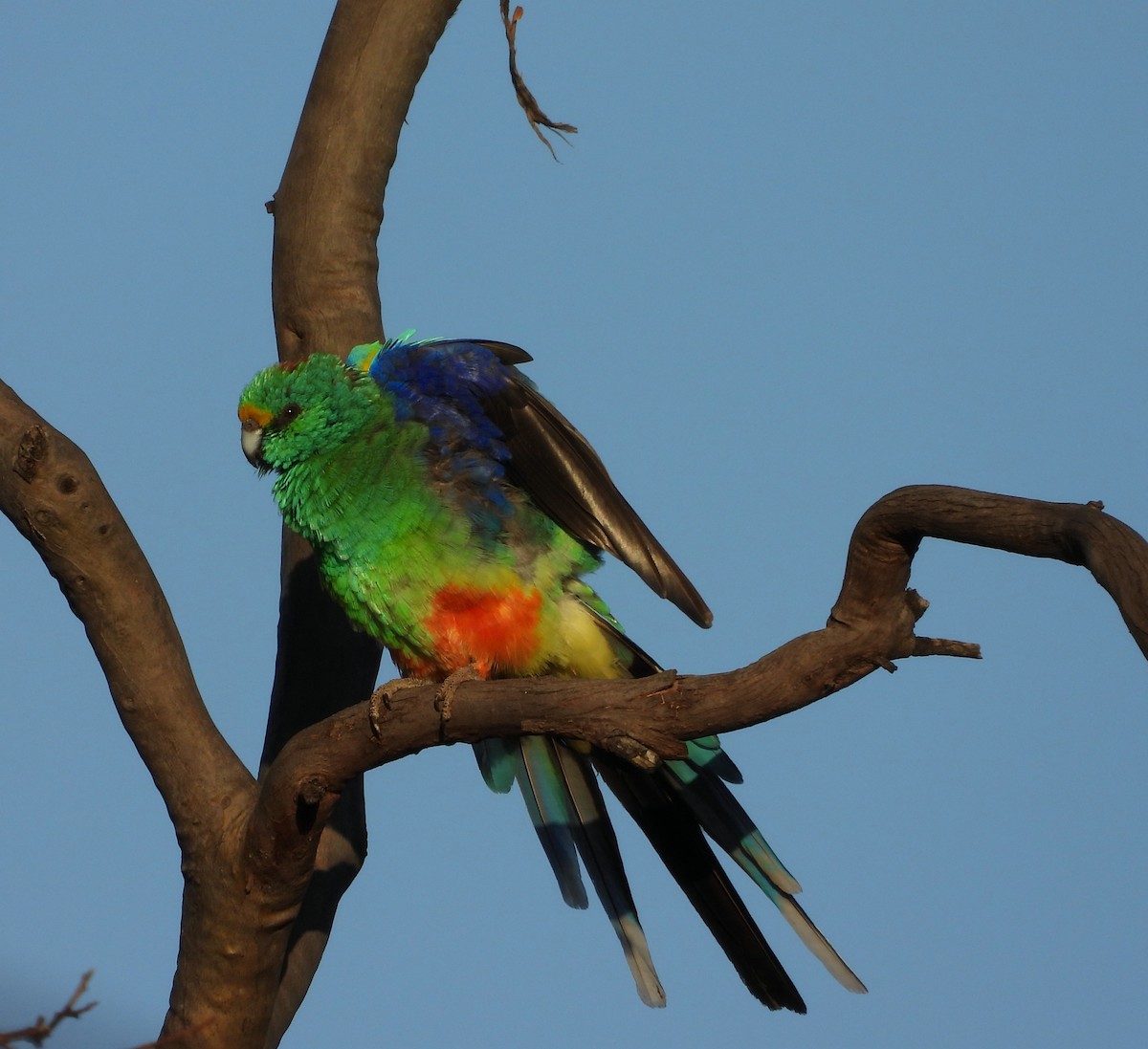 Папужка різнобарвний - ML618201231