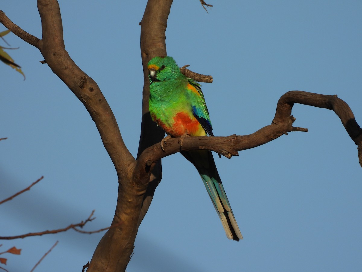 Папужка різнобарвний - ML618201232