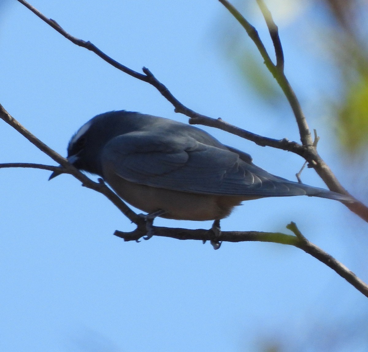 White-browed Woodswallow - ML618201275