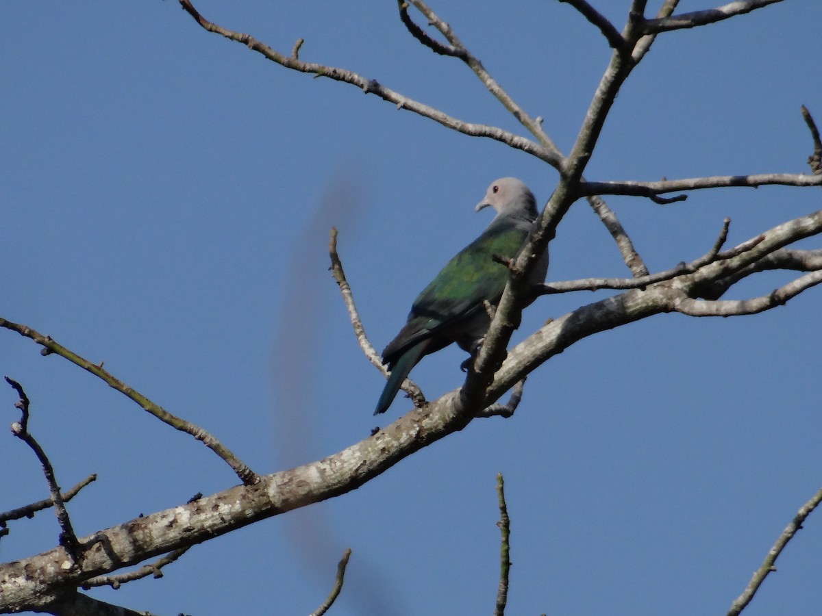 Green Imperial-Pigeon - ML618201295
