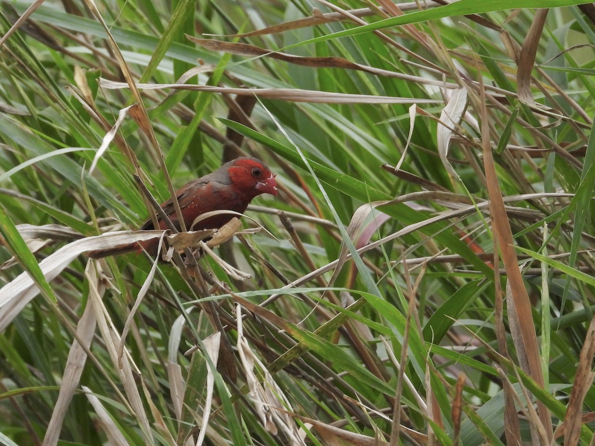 Crimson Finch - ML618201306