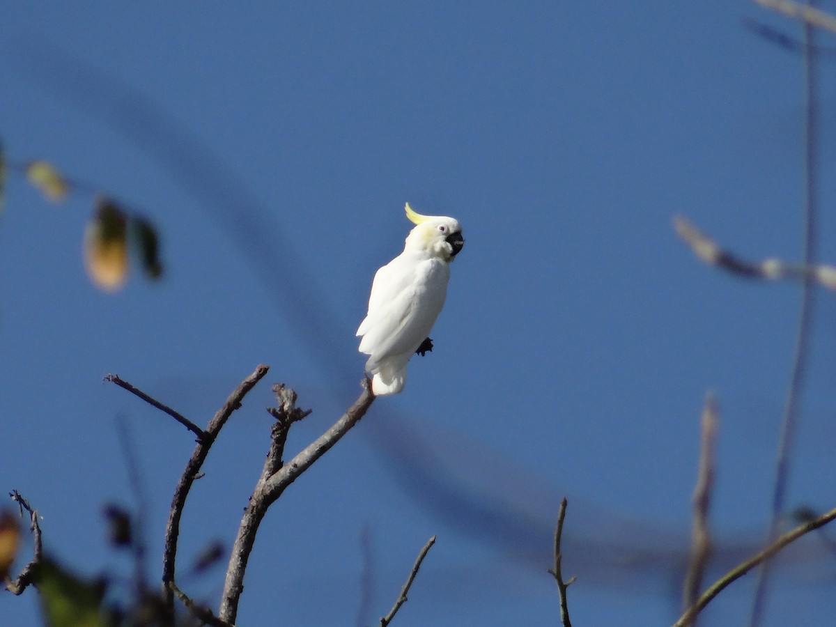 Yellow-crested Cockatoo - ML618201313