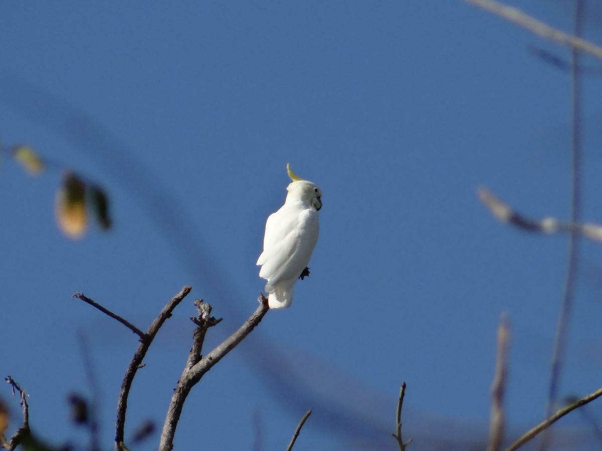 Yellow-crested Cockatoo - ML618201314