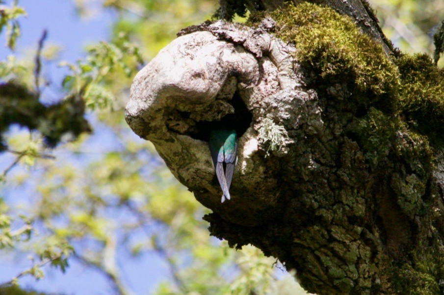 Violet-green Swallow - Loyan Beausoleil