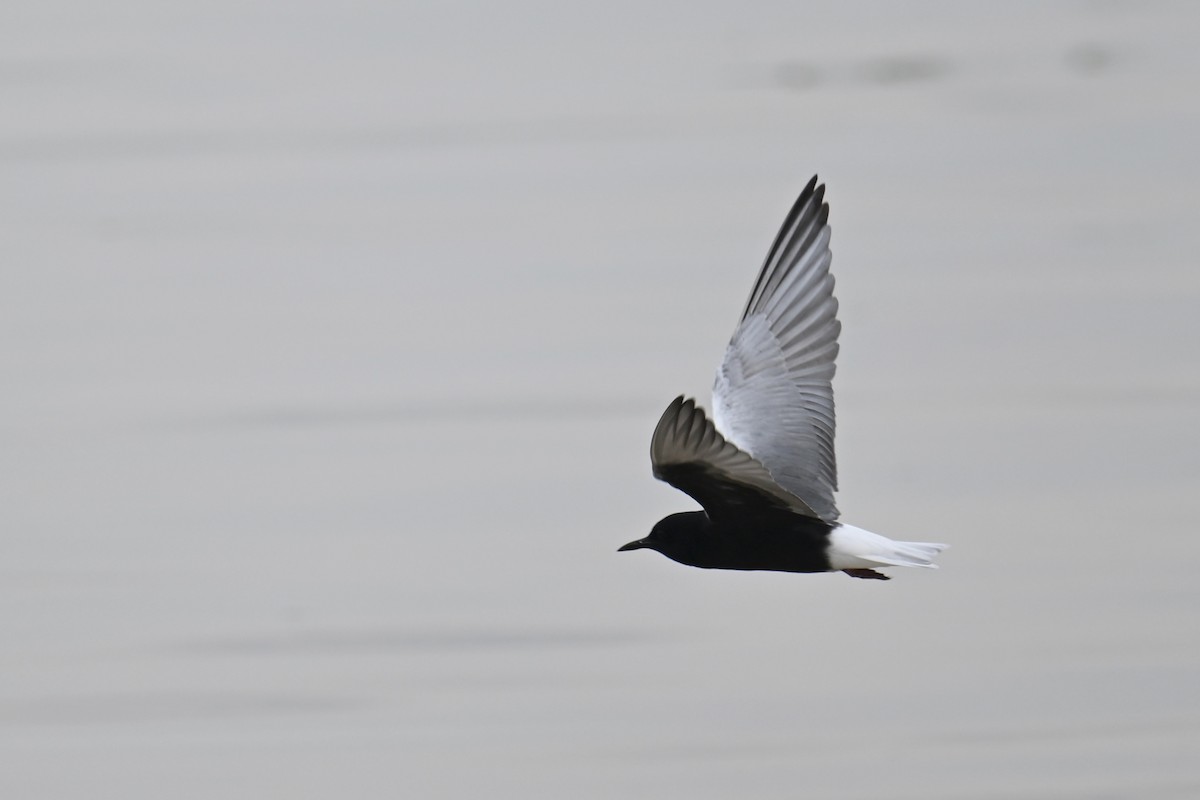 White-winged Tern - ML618201319