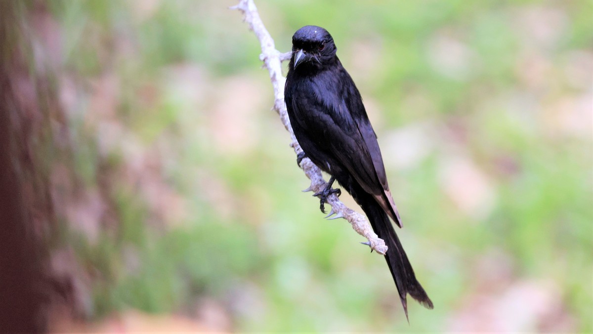 Fork-tailed Drongo - ML618201321