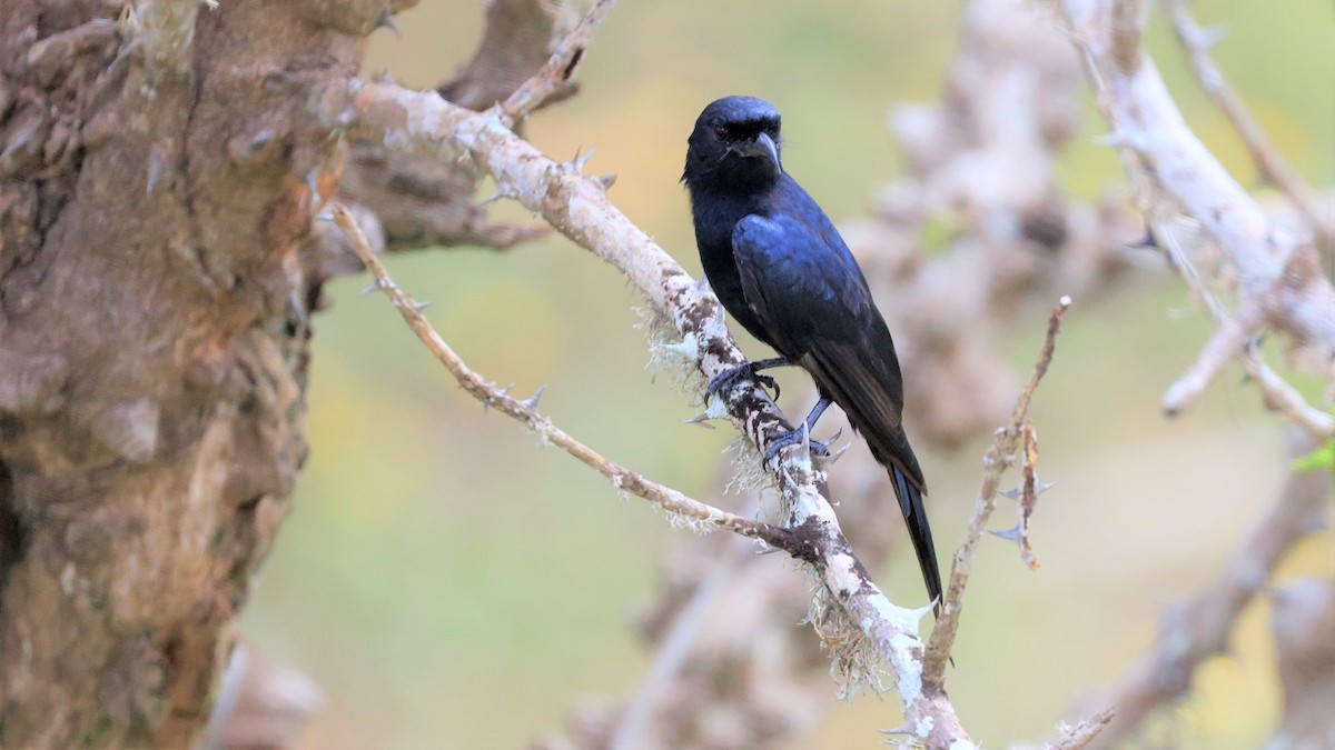 Fork-tailed Drongo - ML618201322
