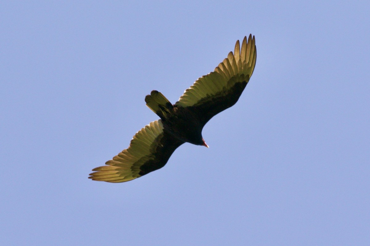 Turkey Vulture - ML618201326
